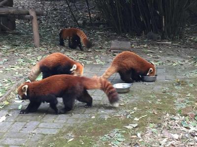 Red Pandas at Chengdu Panda Base 