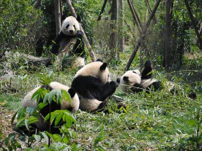Chengdu Research Base of Giant Panda Breeding