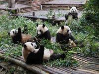 Chengdu Research Base of Giant Panda Breeding