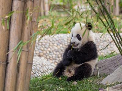 Chengdu Research Base of Giant Panda Breeding