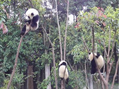 Chengdu Giant Panda Base 