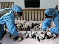 Chengdu Panda Base Volunteer Program