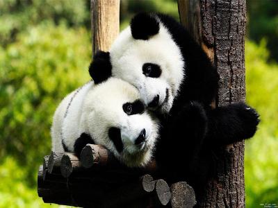 Chengdu Research Base of Giant Panda Breeding
