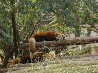 Chengdu Research Base of Giant Panda Breeding
