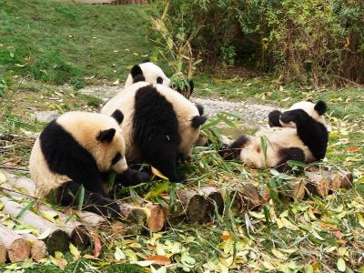 Chengdu Panda Base 