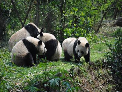 Chengdu Research Base of Giant Panda Breeding
