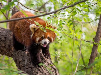 Red Panda at Chengdu Giant Panda Base
