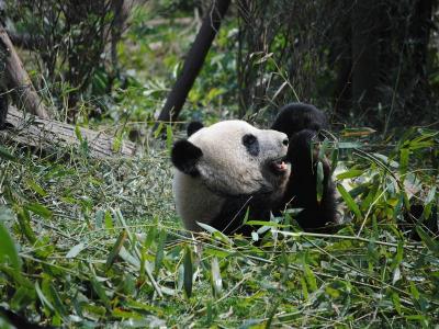 Chengdu Panda
