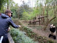 Chengdu Panda Tour