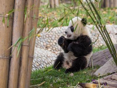 Chengdu Research Base of Giant Panda Breeding