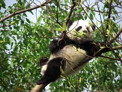 Chengdu Research Base of Giant Panda Breeding