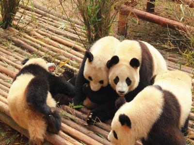 Chengdu Research Base of Giant Panda Breeding