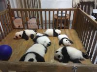 Chengdu Research Base of Giant Panda Breeding