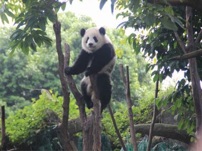 Chengdu Research Base of Giant Panda Breeding