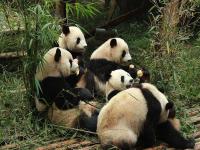 Chengdu Pandas