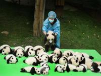Chengdu Research Base of Giant Panda Breeding
