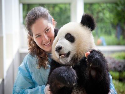 Chengdu Panda Volunteer