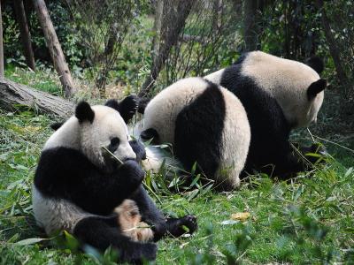 Chengdu Research Base of Giant Panda Breeding