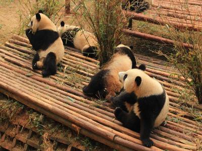 Chengdu Research Base of Giant Panda Breeding