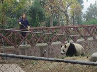 Chengdu Research Base of Giant Panda Breeding