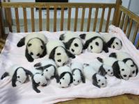 Chengdu Giant Pandas