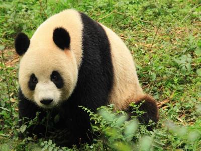 Chengdu Research Base of Giant Panda Breeding