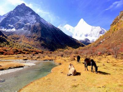 Luorong Pasture in Daocheng Yading