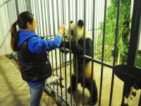 Dujiangyan Panda Base