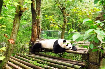 Dujiangyan Panda Valley