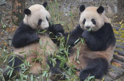 Dujiangyan Panda Valley