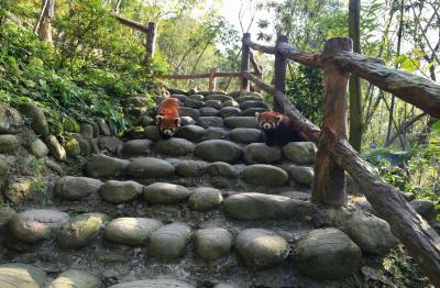 Dujiangyan Panda Valley Red Pandas 