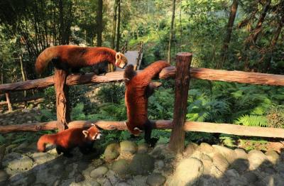 Red Pandas in Dujiangyan Panda Valley