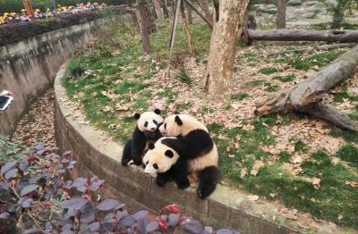Dujiangyan Panda Valley