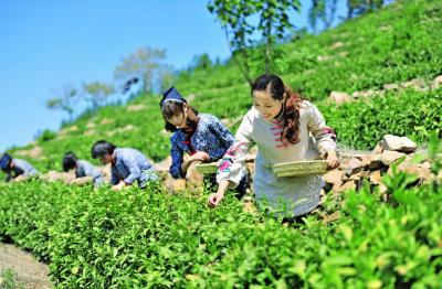 Mengding Maofeng Tea