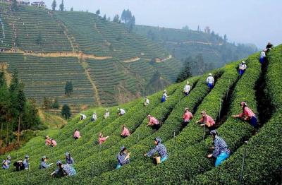 Mengding Mountain Tea Plantation
