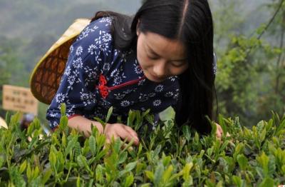 Mengding Ganlu Tea