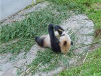 Wolong Shengshuping Panda Base