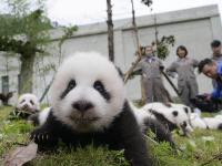 Wolong Shengshuping Panda Base