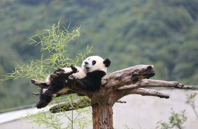 Wolong Shengshuping Panda Base
