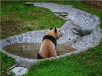 Wolong Shengshuping Panda Base  Sichuan China