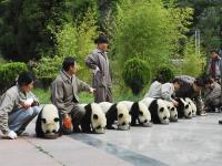 Wolong Shengshuping Panda Base Sichuan