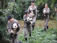 Wolong Shengshuping Panda Base