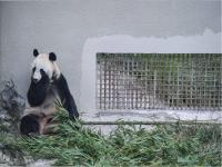 Wolong Shengshuping Panda Base