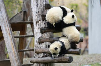 Wolong Shengshuping Panda Base