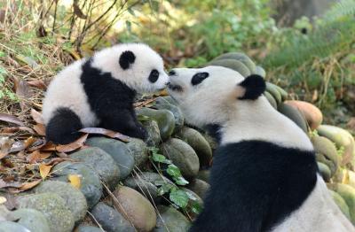 Wolong Shengshuping Panda Base