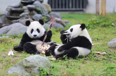 Wolong Shengshuping Panda Base