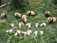Wolong Shengshuping Panda Base