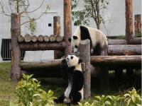 Wolong Shengshuping Panda Base China