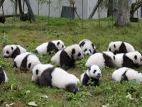 Wolong Shengshuping Panda Base China