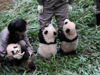 Wolong Shengshuping Panda Base